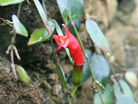 Aeschynanthus pulcher