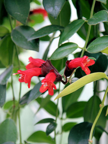 Aeschynanthus radicans