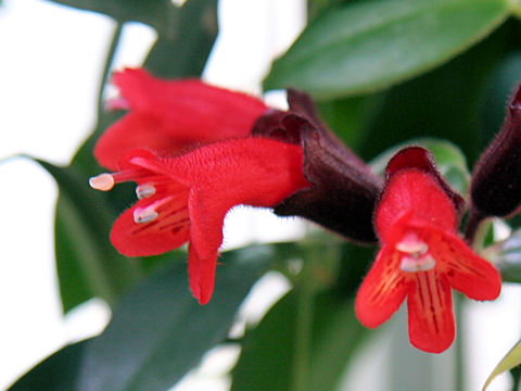 Aeschynanthus radicans