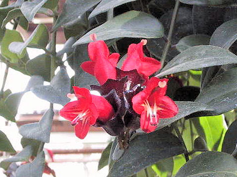 Aeschynanthus radicans