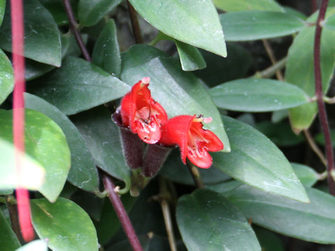 Aeschynanthus radicans