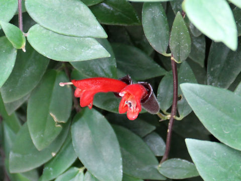 Aeschynanthus radicans