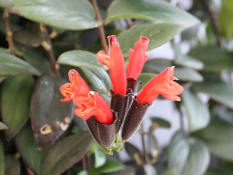 Aeschynanthus radicans