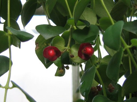 Aeschynanthus tricolor