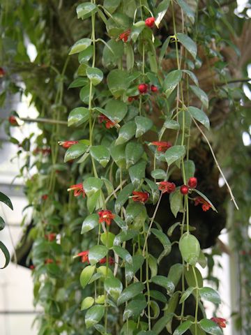 Aeschynanthus tricolor