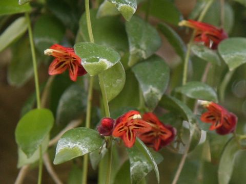 Aeschynanthus tricolor