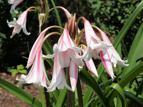 Crinum bulbispermum