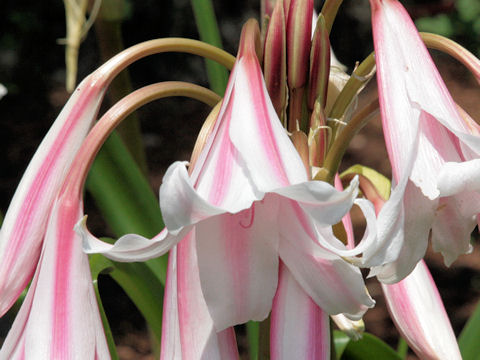 Crinum bulbispermum