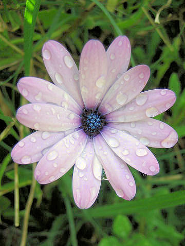 Osteospermum cv.