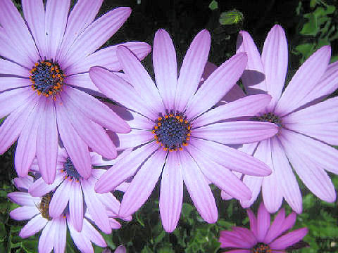 Osteospermum cv.