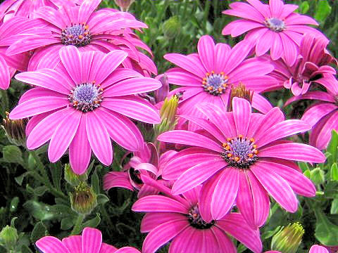 Osteospermum cv. Picnic Pink