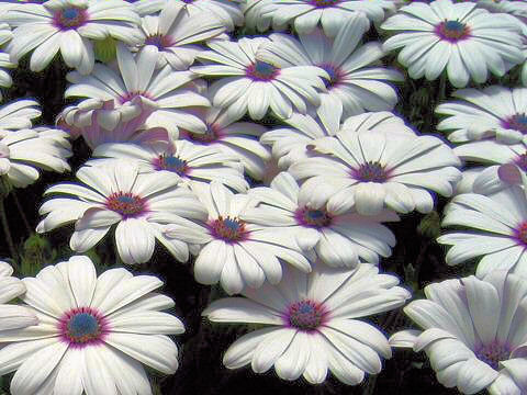 Osteospermum cv. Picnic White