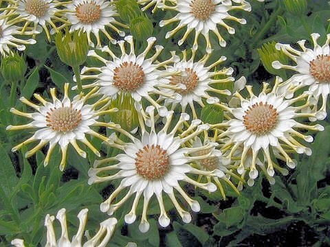 Osteospermum cv. Nasinga Cream