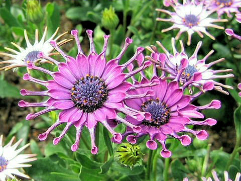 Osteospermum cv. Nasinga Purple