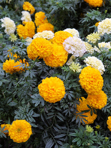 Tagetes erecta