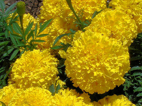 Tagetes erecta