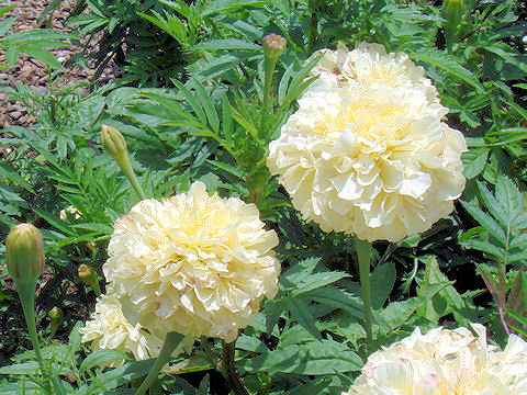 Tagetes erecta