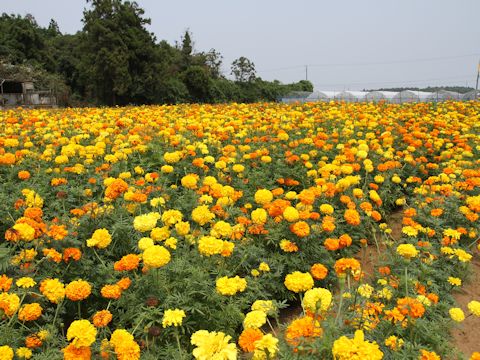 Tagetes erecta