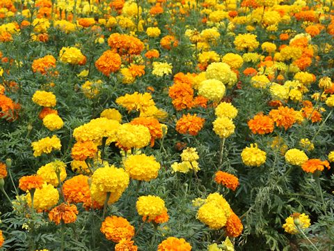 Tagetes erecta