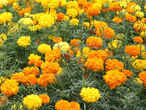 Tagetes erecta