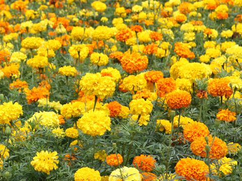 Tagetes erecta