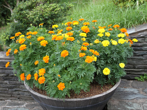 Tagetes erecta