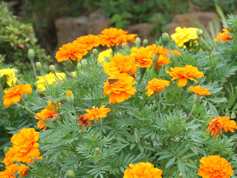 Tagetes erecta