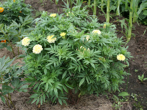 Tagetes erecta cv. Discovery