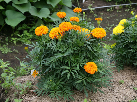 Tagetes erecta cv. Discovery