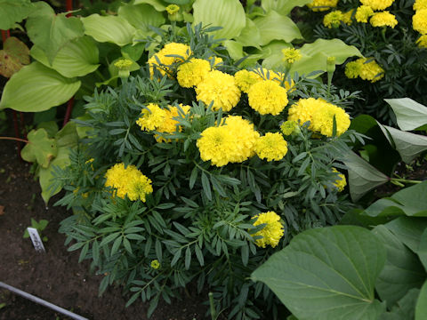 Tagetes erecta cv. Discovery