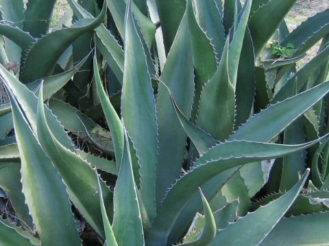 Agave atrovirens