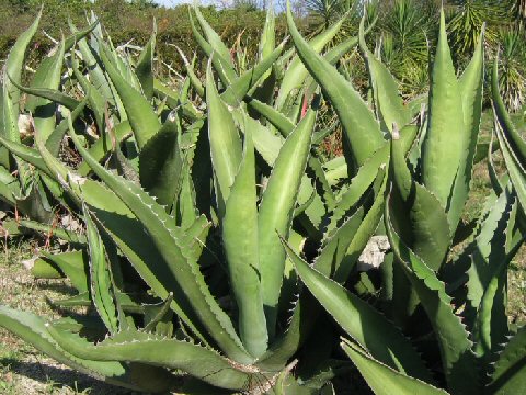 Agave atrovirens