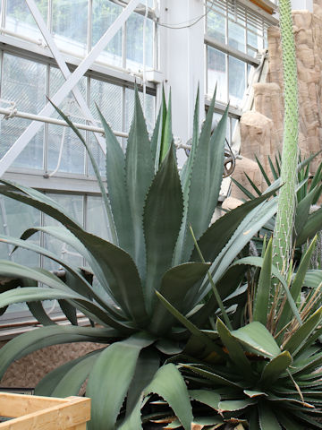 Agave atrovirens