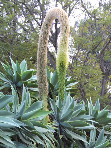 Agave attenuata