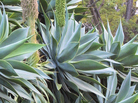 Agave attenuata