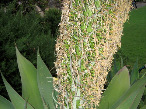 Agave attenuata