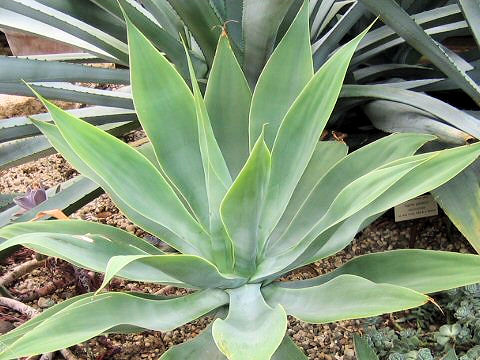 Agave attenuata