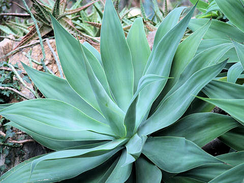 Agave attenuata