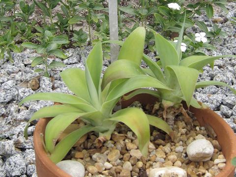 Agave attenuata