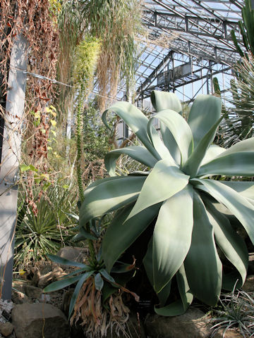 Agave attenuata