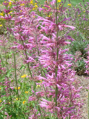 Agastache cana cv. Heather Queen