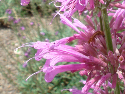 Agastache cana cv. Heather Queen