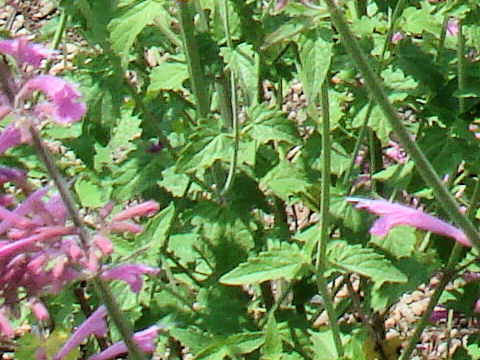 Agastache cana cv. Heather Queen