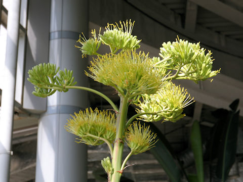 Agave desmettiana cv. Variegata