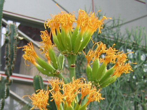 Agave salmiana var. ferox