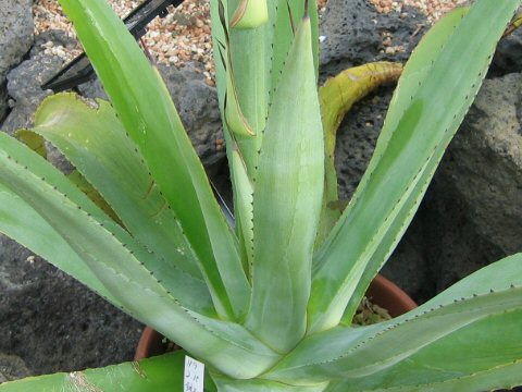 Agave salmiana var. ferox