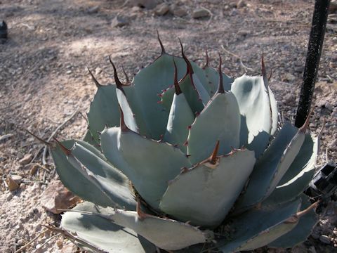 Agave flesxipina