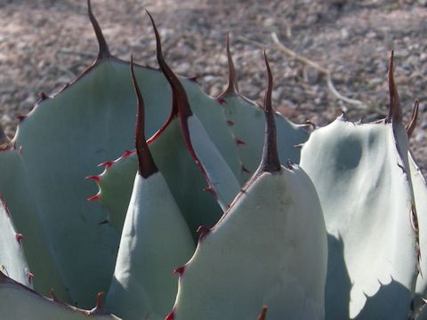 Agave flesxipina