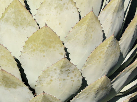 Agave parryi var. huachucensis