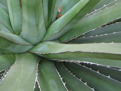 Agave karwinskii